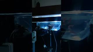 today adding cardinal tetra sized 1 inches my angel fish tank [upl. by Eutnoj536]