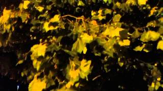 Sound Of Autumn Wind rustling tree leaves [upl. by Sirrad]