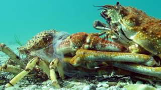 Insane Timelapse Footage of Molting Giant Spider Crab Blairgowrie Australia 2016 [upl. by Edals]