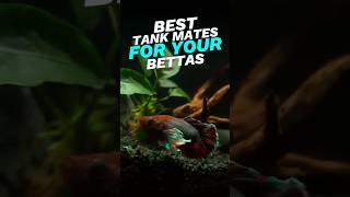 Best tank mates for your betta🐬 bettafish bettathailand ytshorts pettalks [upl. by Oniuqa]