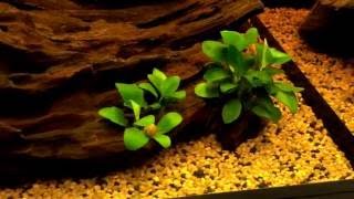 Presentazione  acquario tropicale dolce  Askoll Pure M Led v210 [upl. by Estrellita]