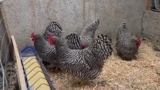 amrock chicken breed 🐓🐓🐓😍😍 [upl. by Akahs]