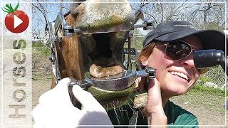 HORSE TEETH  Equine Dentistry and Vaccines  The Horse Veterinarian Visits [upl. by Egroej254]