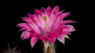 Time Lapse Echinocereus scheeri Mexico Chihuahua Estacion Divisadero [upl. by Uyr582]