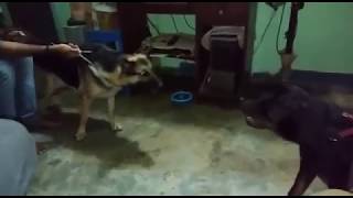 Rottweiler vs german shepherd BARKING [upl. by Bik]