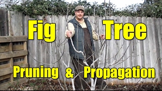 Fig Tree Pruning amp Propagation  All You Need To Know [upl. by Ahsinnor]