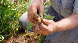 Dividing and RePotting Lovage [upl. by Weixel]