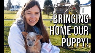 Bringing home our new RED HEELER PUPPY  Bindi [upl. by Saraiya]