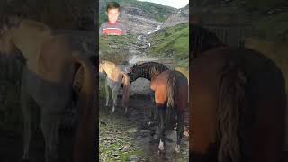 Domestic Horses With Wild Horses In Wild Farms [upl. by Horten374]