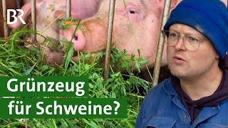 Glückliche Schweine und besseres Fleisch mit Grünfutter statt Kraftfutter  Unser Land  BR [upl. by Anner200]