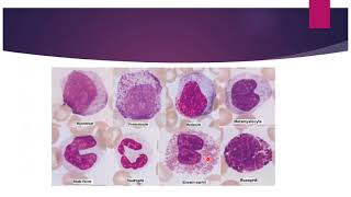 GRANULOPOIESISThe Formation of Granulocytes [upl. by Iorio]