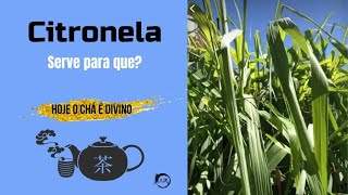 CITRONELA SERVE PRA QUÊ  Conheça os benefícios da Citronela [upl. by Ydnarb]