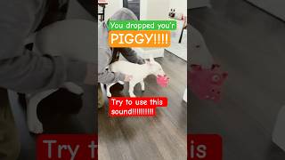 You dropped your piggy puppy cute bullterrier pets funny doglover adorable [upl. by Ravahs326]