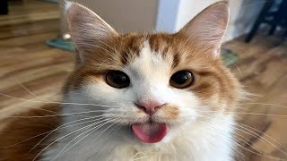 FUNNY CAT MEMES COMPILATION OF 2023 V29 [upl. by Fagen]