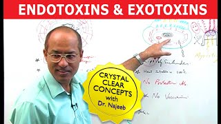 Endotoxins and Exotoxins [upl. by Fidel]