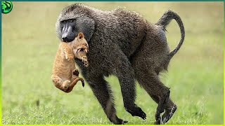 15 Mind Blowing Lion and Baboon Battles Ever Recorded [upl. by Nedgo]