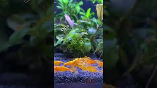 GARNELEN NEOCARİDİNA SHRİMP 🍊🍊🍊neocaridinashrimp garnelen shrimptank [upl. by Elsie548]