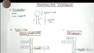 Phospholipid Synthesis Glycerophospholipids  Sphingolipids  Lipid Metabolism Doctor Z [upl. by Qifar]