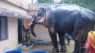 ഇത്രക്കും പാവത്താൻ ആയ ഒരു ആന  പനയന്നാർക്കാവ് കാളിദാസൻ  Panayannarkavu Kalidasan Elephant [upl. by Nnyltiac337]