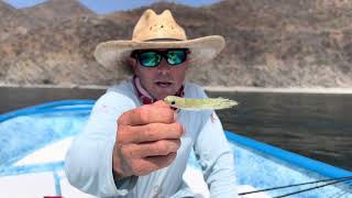 Roosterfish 101  Tips Flies and Gear for Roosterfish [upl. by Jodi]