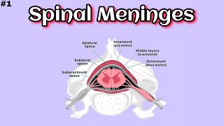 Spinal MeningesBasic Overview  Part 1  Medimartt Academy [upl. by Ahsiekal]