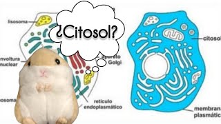 Biología celular Citosol [upl. by Flodur]