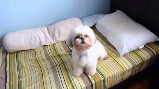 Shih tzu howling [upl. by Bramwell]