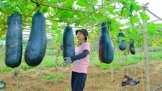 Harvesting Giant Black Winter Melons to sell at the market Take care of my farm [upl. by Trout]