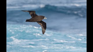 Whitechinned Petrel central South Atlantic 30th March 2018 [upl. by Highams]