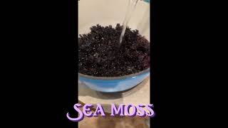 BOTTLED BOTANICALS VYBRAINIYUM WILDCRAFTED SEA MOSS [upl. by Neeroc]