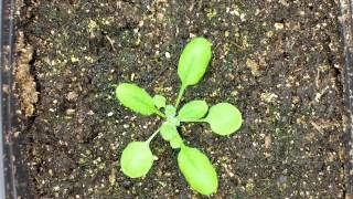 Arabidopsis thaliana time lapse [upl. by Leorsiy]