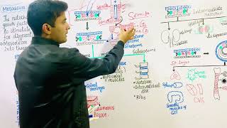 Embryology  Mesoderm [upl. by Garret]