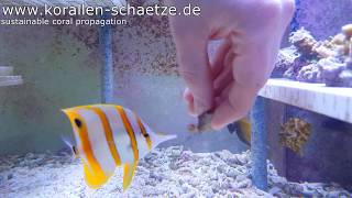 Chelmon rostratus eats Aiptasia diaphana [upl. by Meisel]