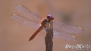 Orthemis ferruginea  Roseate skimmer dragonfly Libellulidae [upl. by Aicekan]