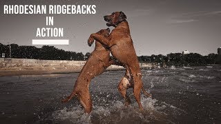 Rhodesian Ridgebacks in Action Off Leash  Slow Motion Play [upl. by Nodyl481]