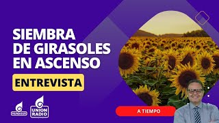 Crecimento de la siembra de girasoles en Venezula  A Tiempo [upl. by Ecinna]