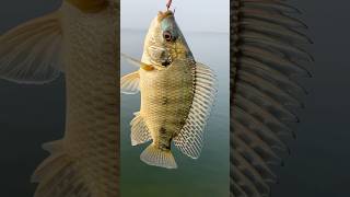 Do subscribe 👍tilapia fishing hyderabadivlogs viralshorts baamfishing [upl. by Puff]