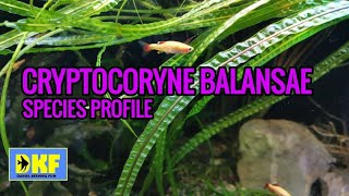 Cryptocoryne Balansae species profile [upl. by Nivla]