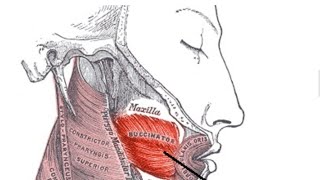 Buccinator Muscleits location functions amp Disorders [upl. by Yerxa]