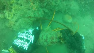 Ventura Area Reef Scuba for Lobster [upl. by Urson]