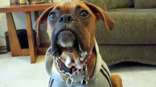 Boxer dog saying Mom Whos your favorite [upl. by Fishbein]