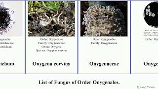 List of Fungus of Order Onygenales trichophyton apis brasiliensis terrestre immitis corvina durus [upl. by Okika933]