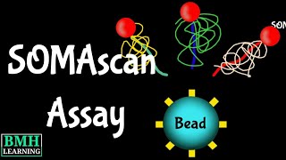 SOMAscan Assay  SOMAmers  Aptamer Selection [upl. by Barker]