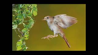 NIGHTINGALE SONG  3 hours REALTIME 2022 Plentiful Nightingale Singing BirdsongNature sounds [upl. by Eyk]