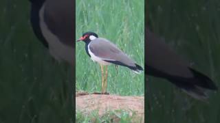 Red wattled lapwing Please like share and subscribe🙏🏻 [upl. by Jairia605]