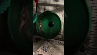 Our overwintered flying squirrels on their free runner wheel flyingsquirrels freerunner [upl. by Hump]