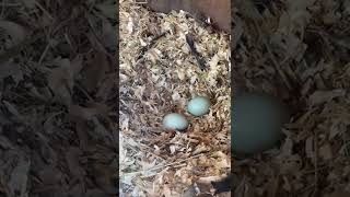 Blue eggs from Araucana chickens in Dubai [upl. by Kcorb420]