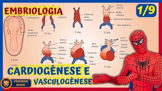 Aula Embriologia  Embriogênese Cardíaca  19 [upl. by Cindie]