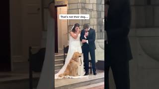 An Unlikely Wedding Crasher Priest’s Dog Joins the Ceremony [upl. by Nielsen]