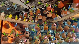 Budgies Parrots Breeding Colony Progress  World Biggest Australian Parrot Colony  Parrot Colony [upl. by Uwkuhceki]